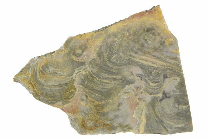 Polished Stromatolite From Russia - Million Years #180025
